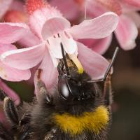 Bumble Bee 1 